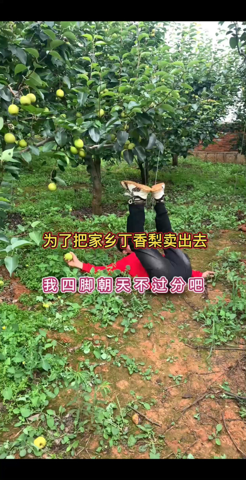云南红河皇壹甜翡翠梨，市场货、电商货