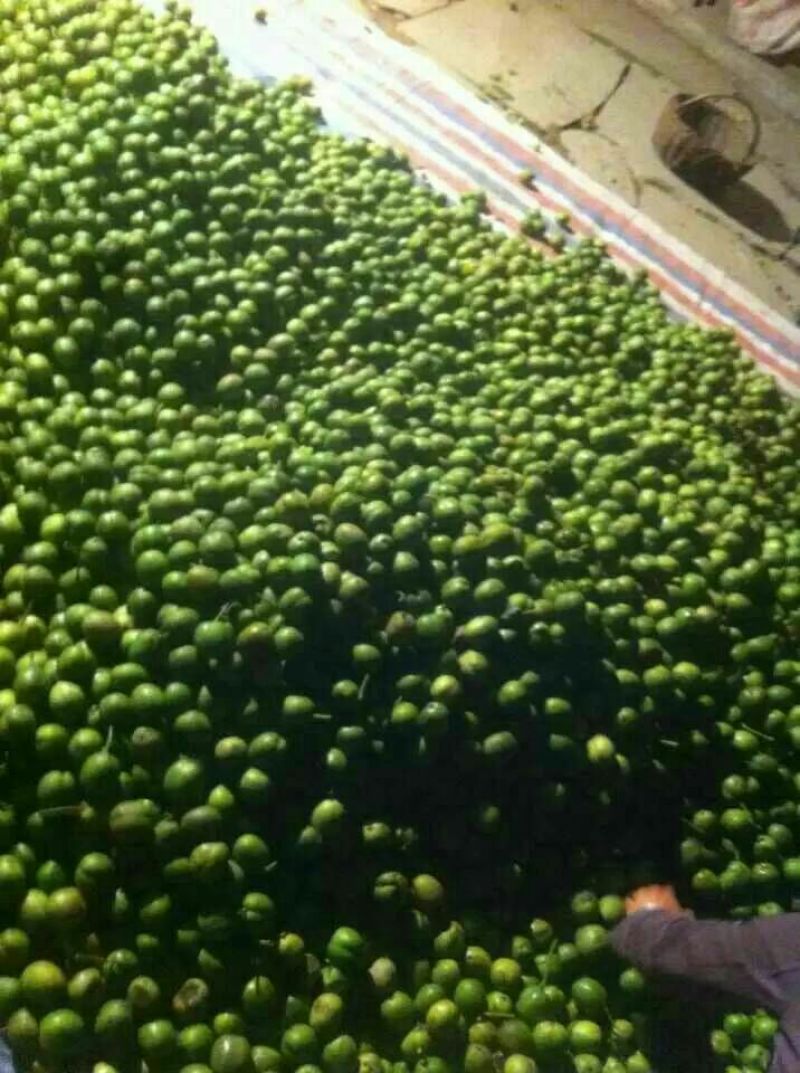 青皮核桃青皮