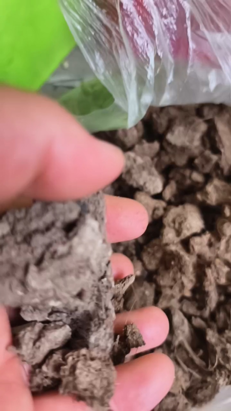 大型牛粪晾晒场，大量装车中。