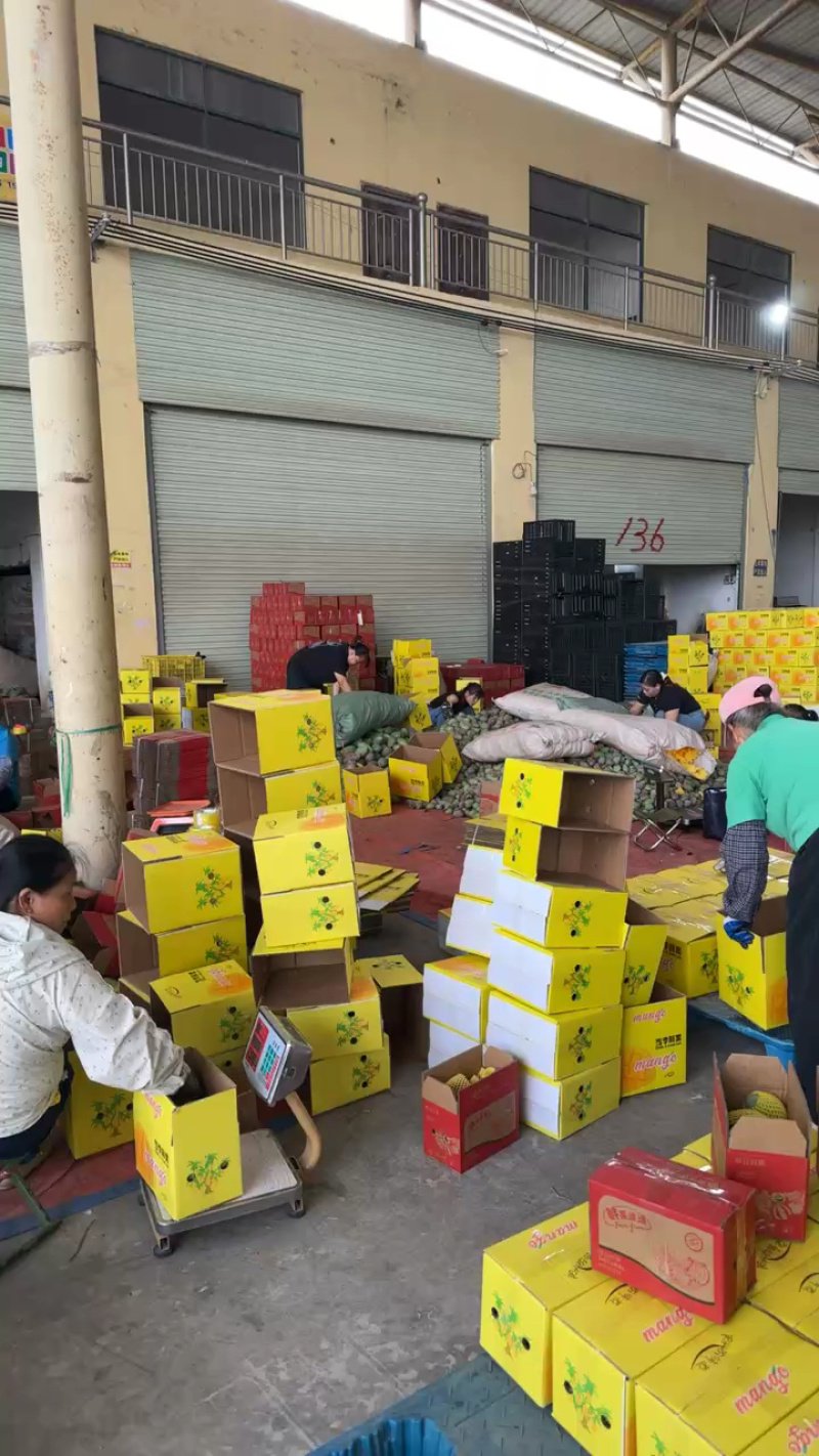 广西台农芒果大量上市中支持线上线下一件代发