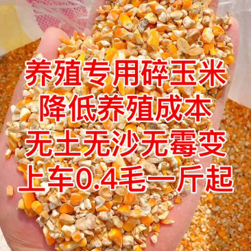 碎玉米，玉米碎，干玉米，玉米漏，玉米下脚料