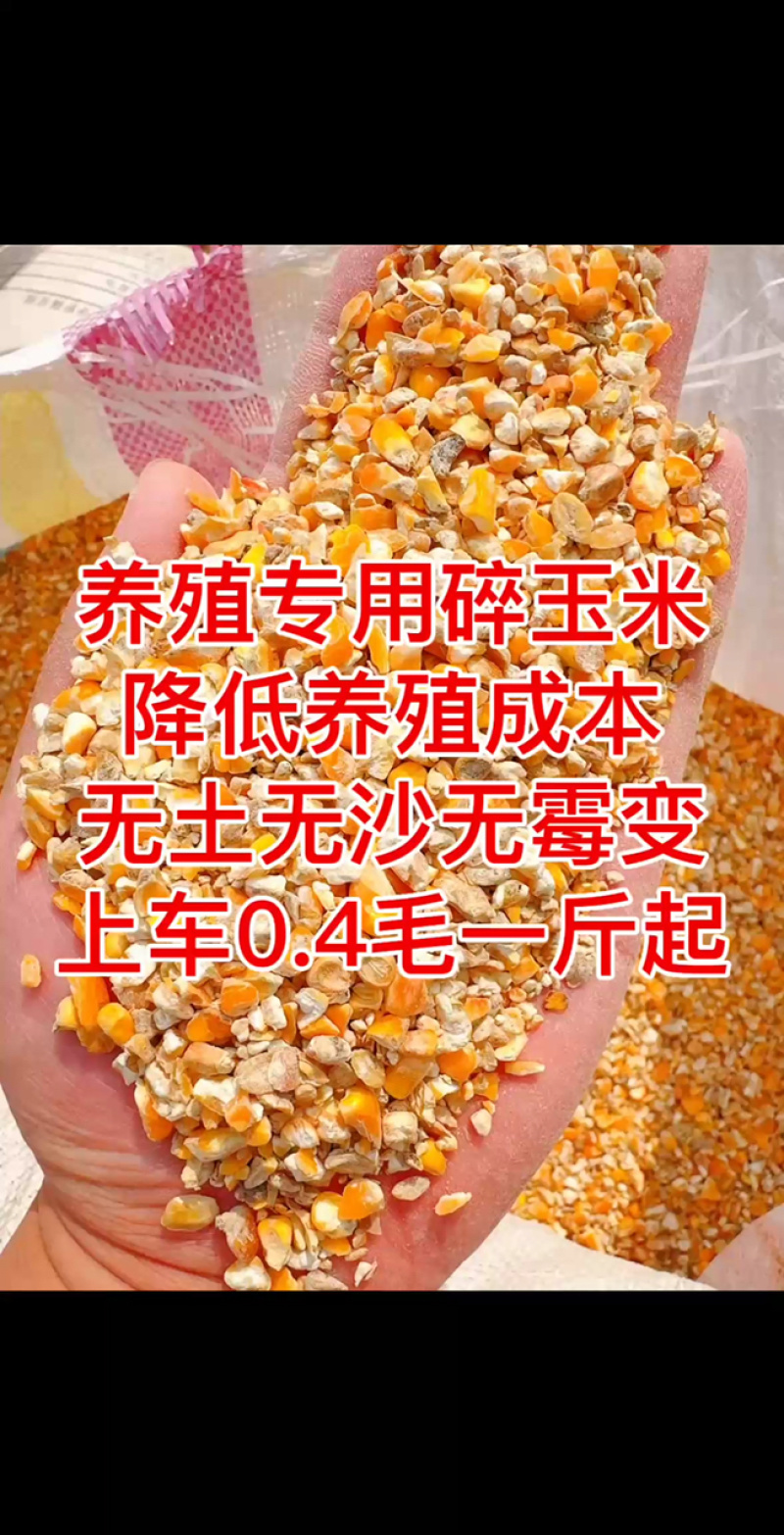 碎玉米，玉米碎，干玉米，玉米漏，玉米下脚料
