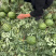 【🍉小吊瓜】辽宁全美2K小糖丸西瓜保熟保甜可对接全国
