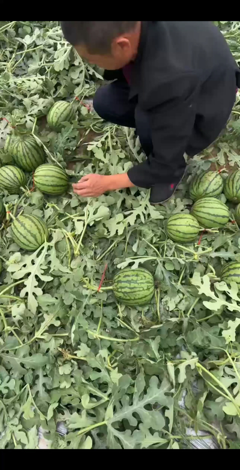 【🍉小吊瓜】辽宁全美2K小糖丸西瓜保熟保甜可对接全国