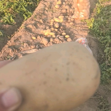 黄心土豆