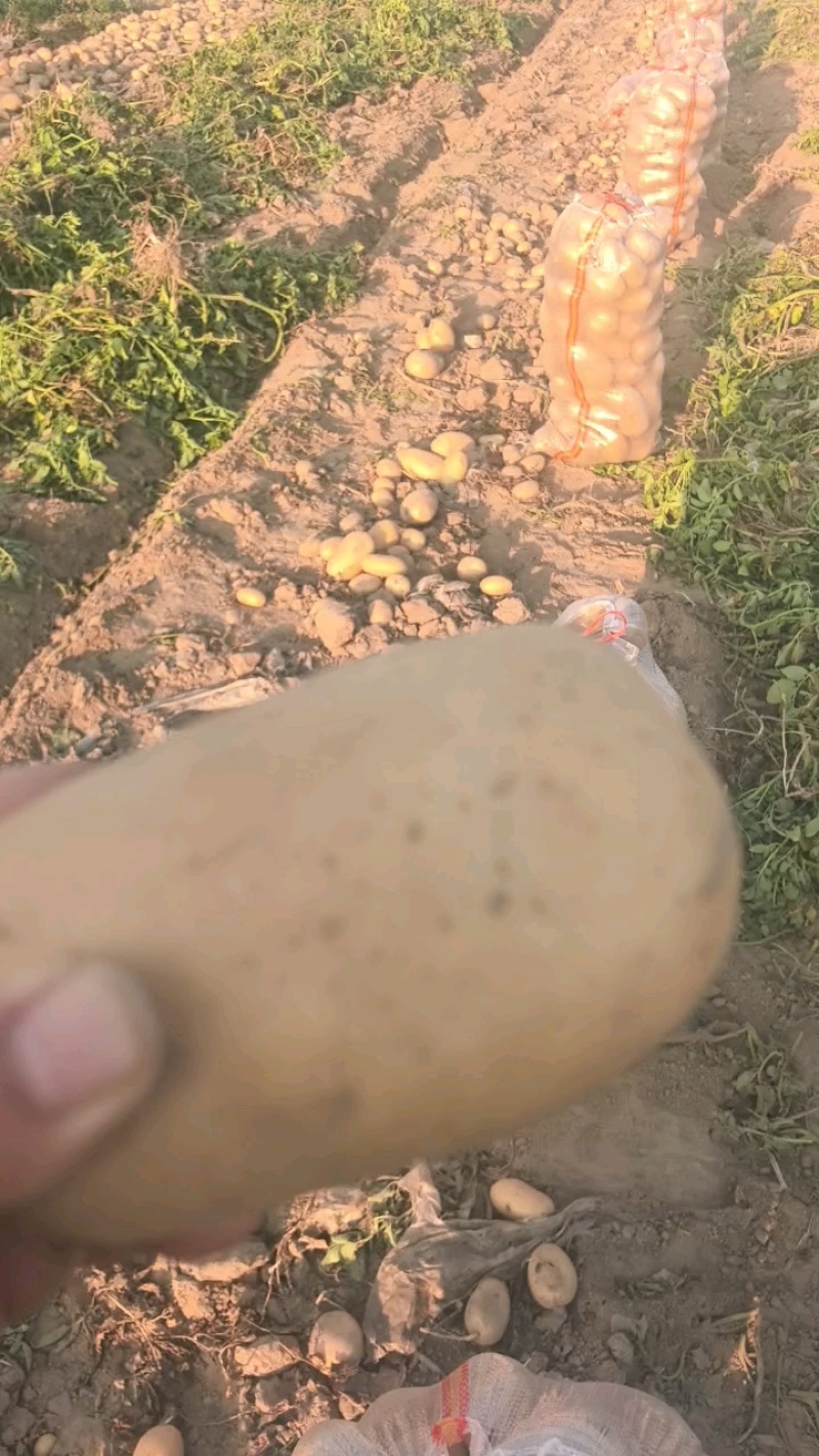 黄心土豆