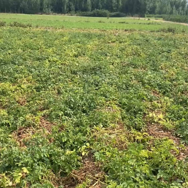 【推荐】通许荷兰十五土豆土豆代办供应市场商超电商一手货源