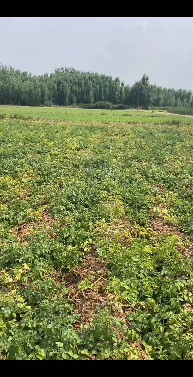 【推荐】通许荷兰十五土豆土豆代办供应市场商超电商一手货源
