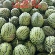 小糖丸手拨吊瓜产地直发质量三包服务全国发货