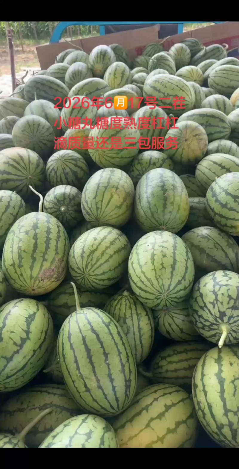 小糖丸手拨吊瓜产地直发质量三包服务全国发货
