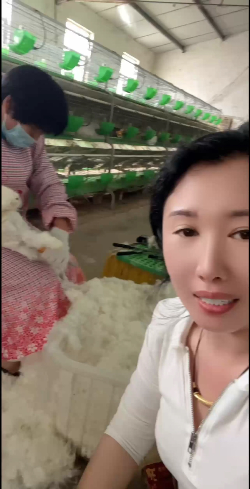 长毛兔，60天可以长一斤毛，产毛量大品种纯，一个月一窝