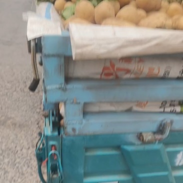 陕西黄皮黄心土豆，品种多样，大量上市中。实验一