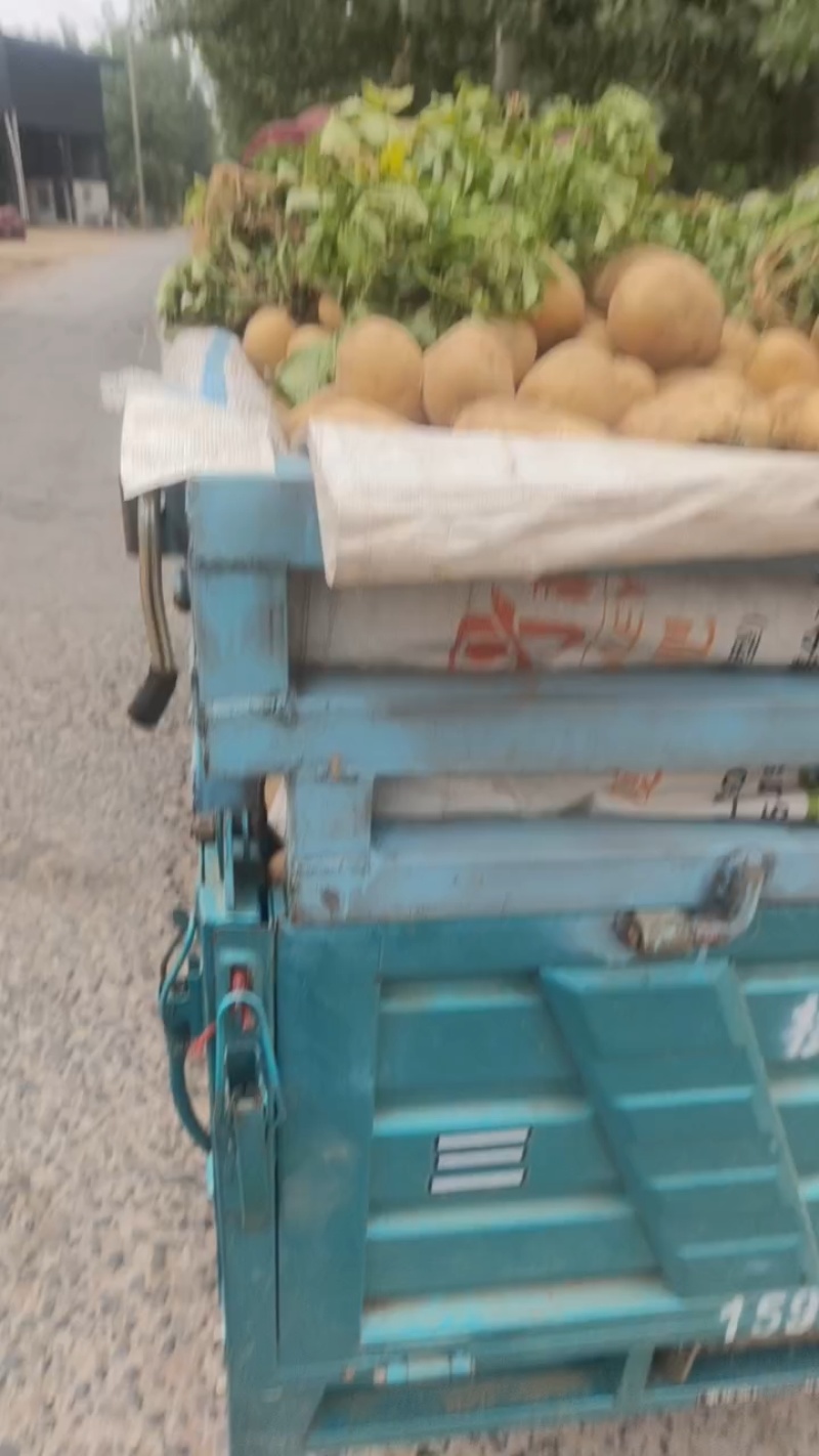 陕西黄皮黄心土豆，品种多样，大量上市中。实验一