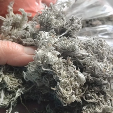 茵陈茶野生二月小苗干货手选够净零售批发一手货源