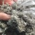 茵陈茶野生二月小苗干货手选够净零售批发一手货源