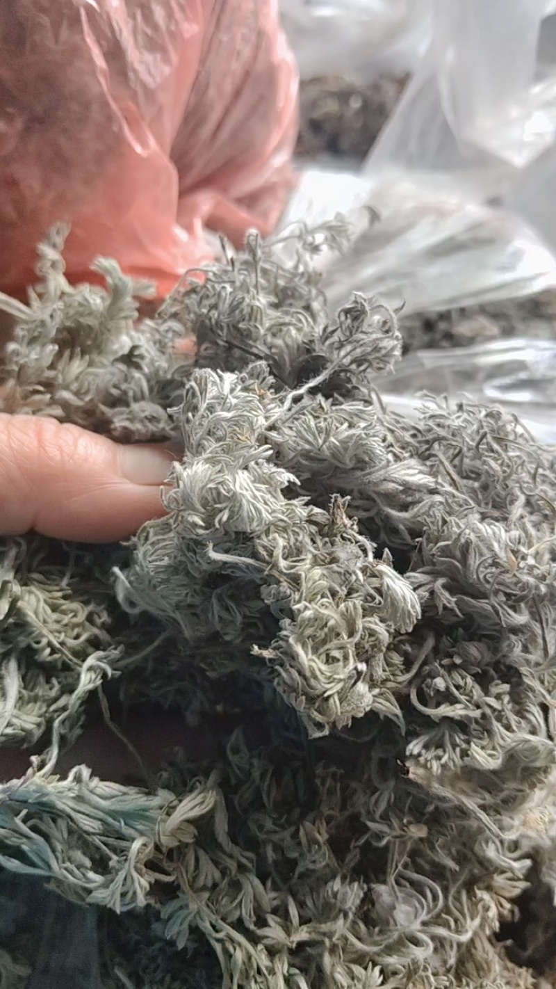 茵陈茶野生二月小苗干货手选够净零售批发一手货源