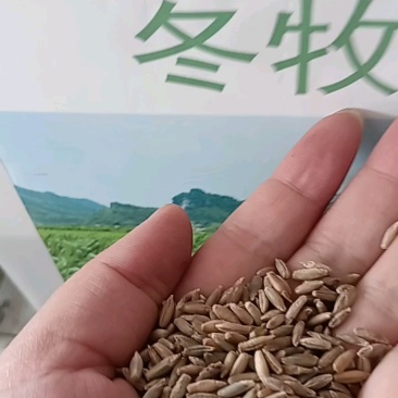 冬牧70黑麦草种子冬牧草子多次收割耐寒牧草猪牛羊鸡鸭鹅鱼