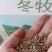 冬牧70黑麦草种子冬牧草子多次收割耐寒牧草猪牛羊鸡鸭鹅鱼
