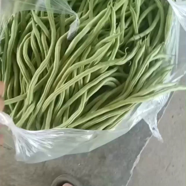 甘肃陇南豆王架豆王豆角产地直供量大从优全国发货