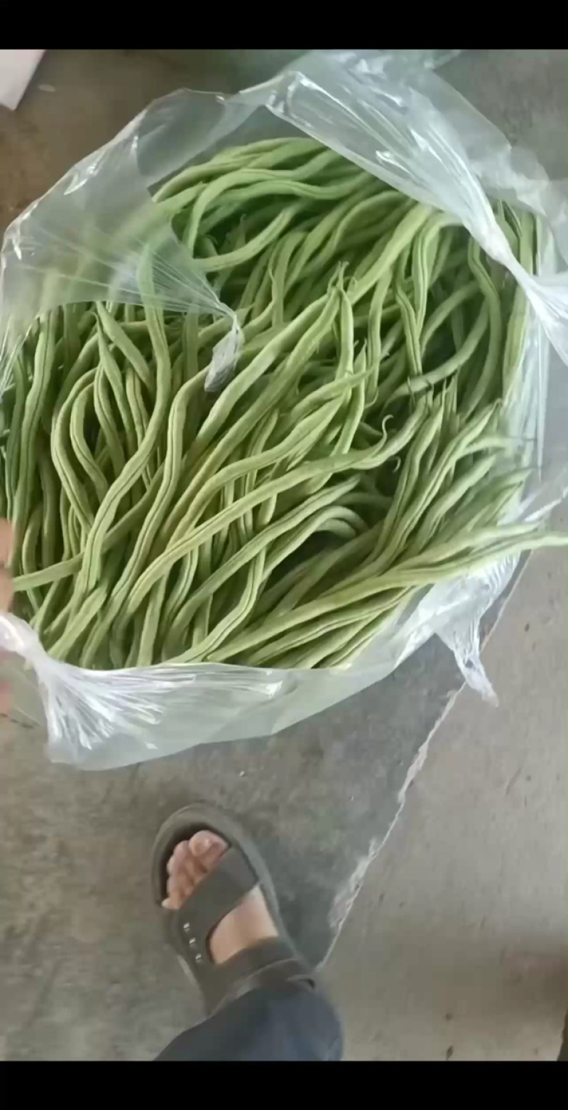 甘肃陇南豆王架豆王豆角产地直供量大从优全国发货