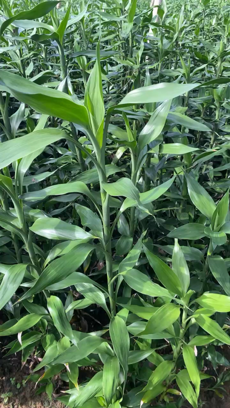 湛江麻章富贵竹，多规格可选，联系发货！
