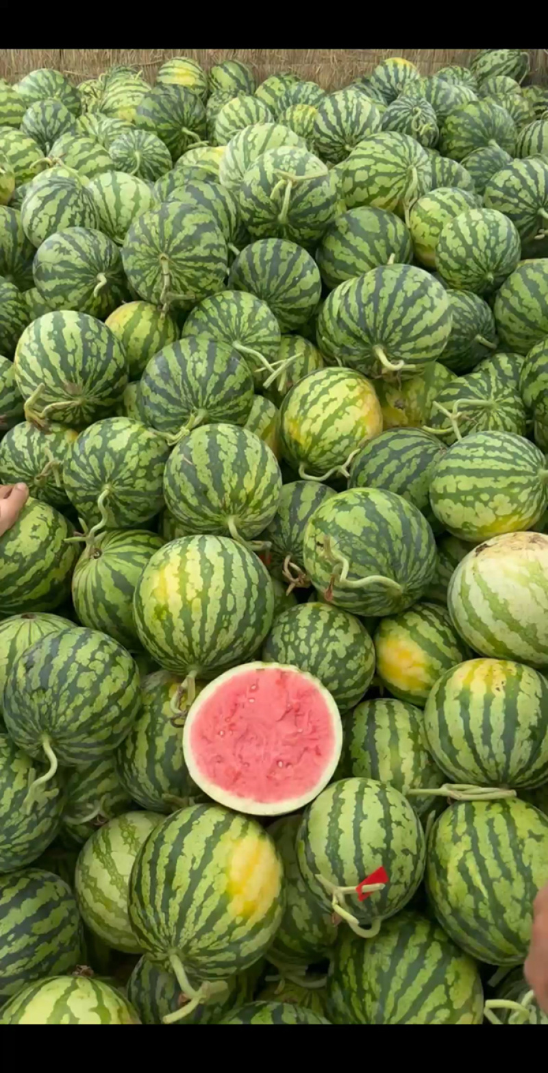 头茬无籽美都麒麟瓜