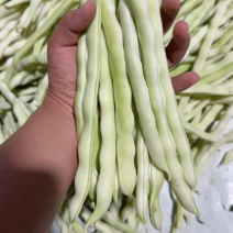 精品白芸豆九粒白芸豆大量供应量大从优诚信经营可供电商
