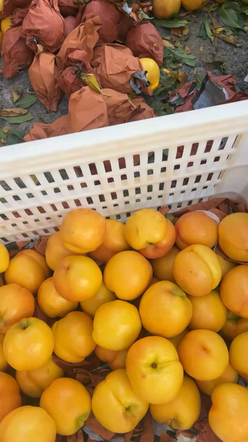 山东黄油桃产地直