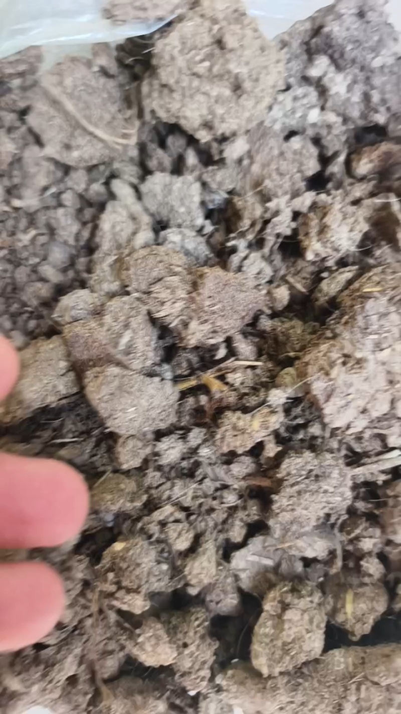 大型牛粪晾晒场，大量装车中。