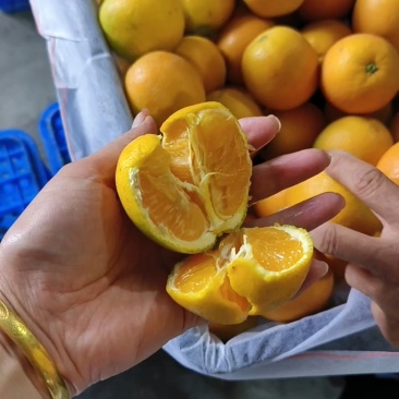 夏橙水分充足，果园现摘现发电商，市场，等大型平台量大从优