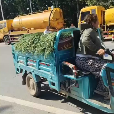 河南青条豆角价格美丽质量好走货快对接全国量大从优欢迎询价