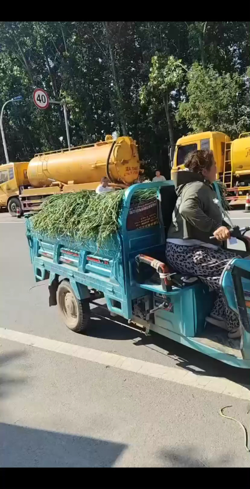 河南青条豆角价格美丽质量好走货快对接全国量大从优欢迎询价