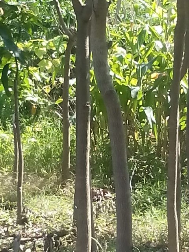 芒果树