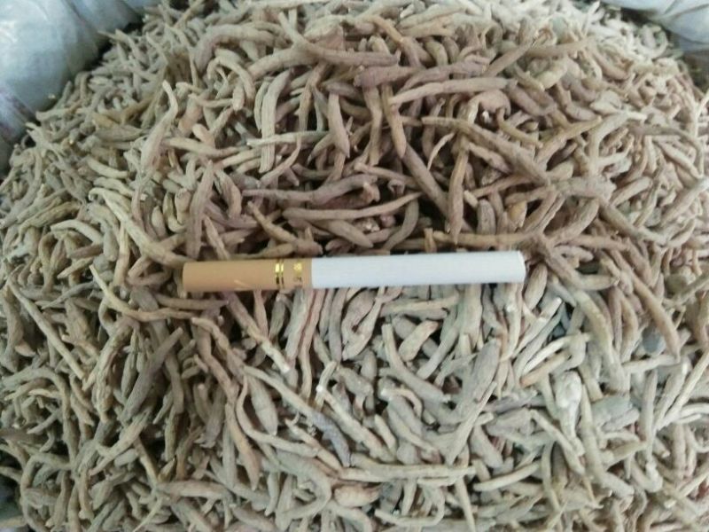 太子参