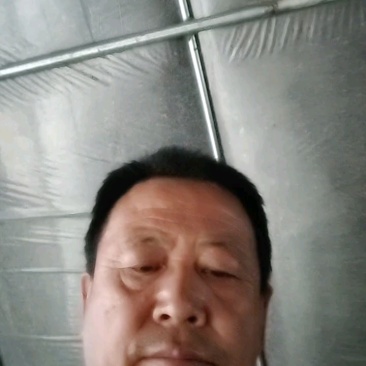杏鲍菇小片