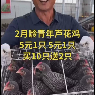山林散养，正宗芦花鸡肉质紧实，营养充足日常滋补好选择