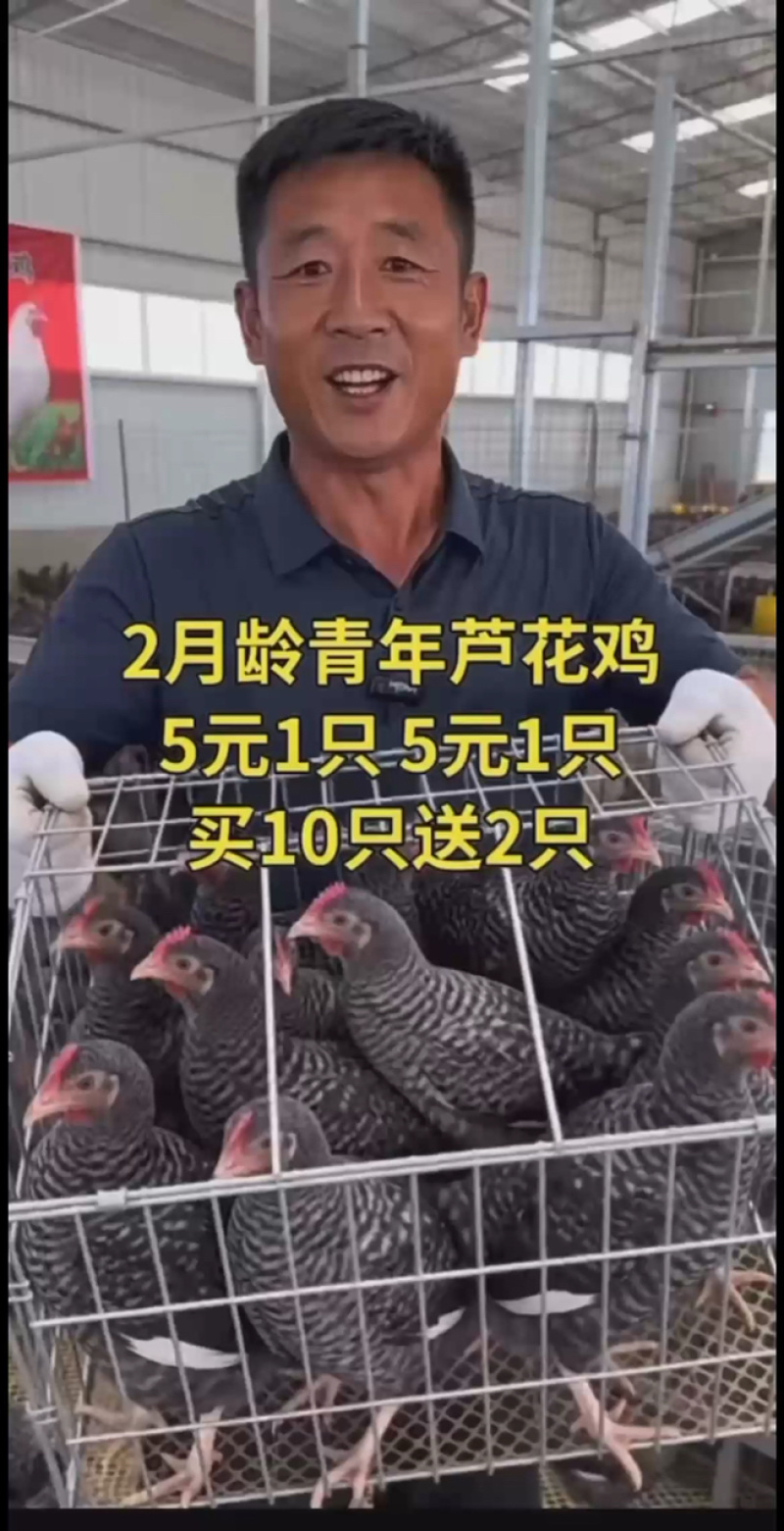山林散养，正宗芦花鸡肉质紧实，营养充足日常滋补好选择