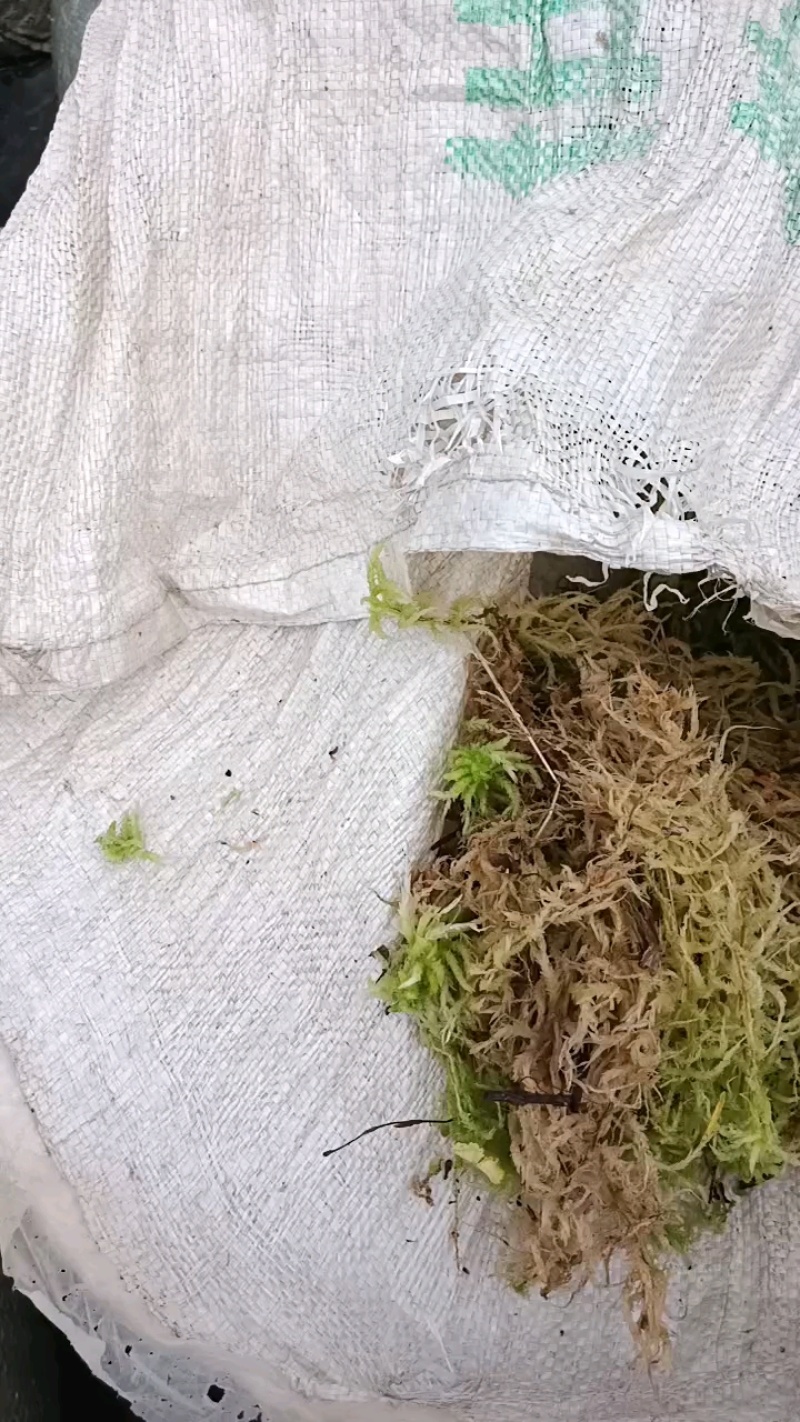 海花草，水苔