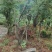 映山红5~10cm