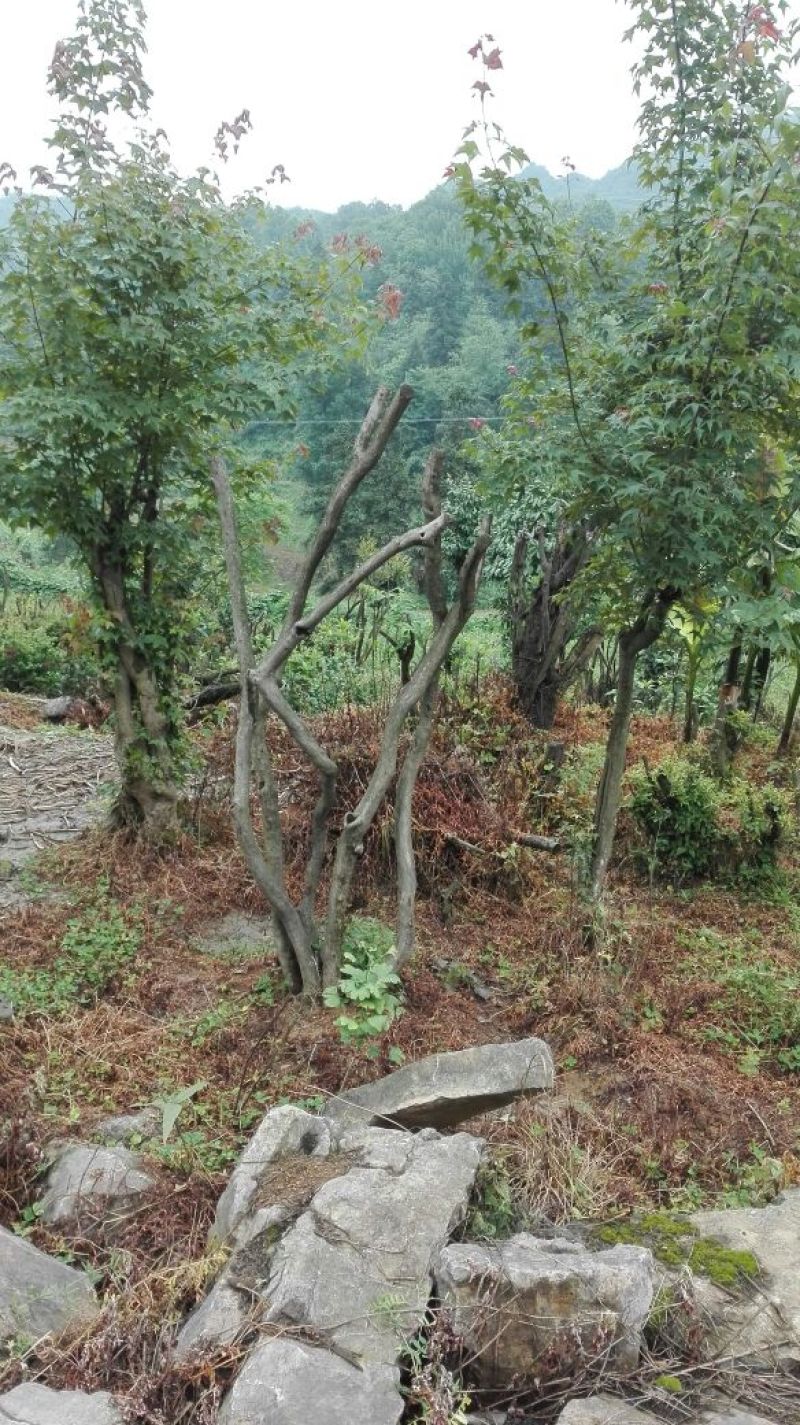 映山红5~10cm