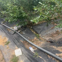 山东蓝莓，蓝莓大量上市，公爵蓝莓上市量大口感鲜美