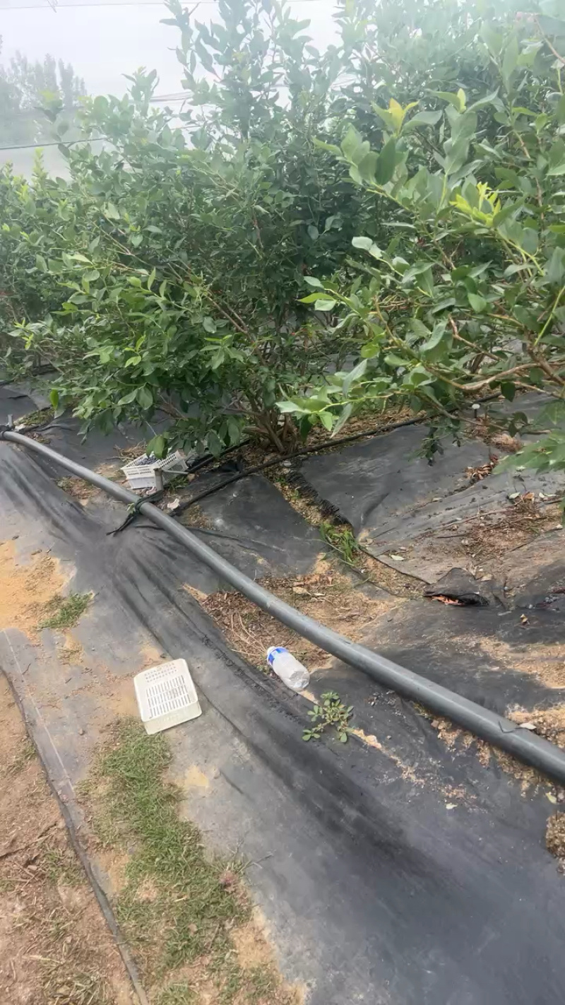 山东蓝莓，蓝莓大量上市，公爵蓝莓上市量大口感鲜美