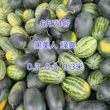 (热卖)黑美人西瓜大红瓤糖度高个头均匀供应电商市场