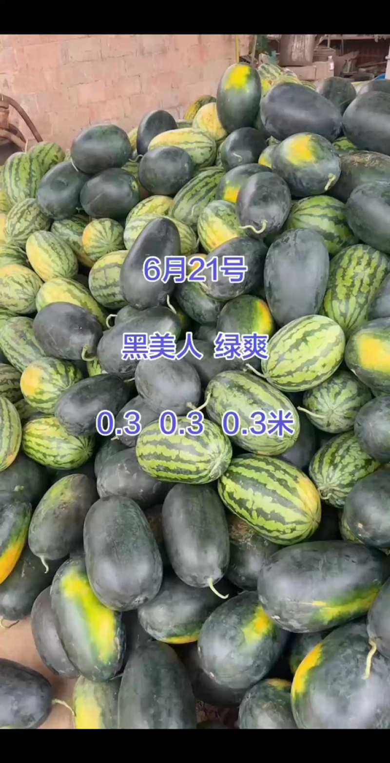 （热卖）黑美人西瓜大红瓤糖度高个头均匀供应电商市场