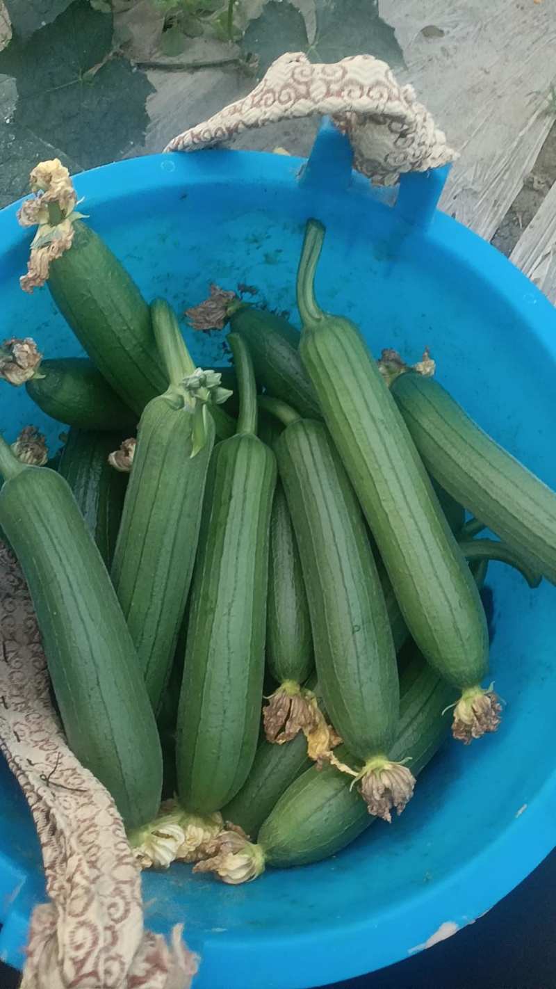 油皮丝瓜