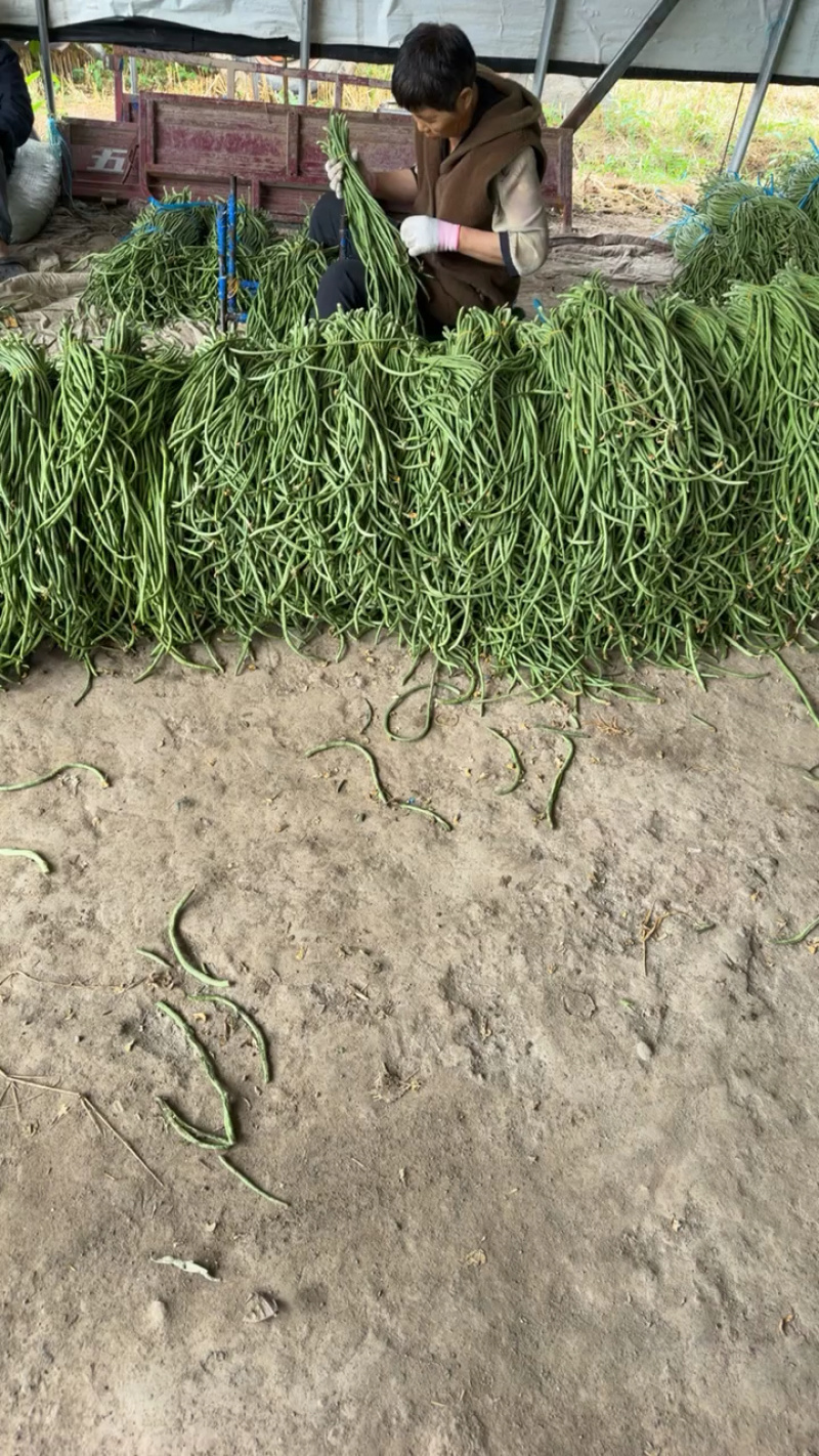 电商豆角青白产地直供量大从优可供商超可视频看诚信第一