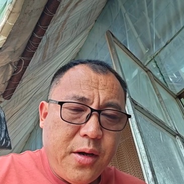 优质杂交苦瓜苗质量保证欢迎采购基地直发
