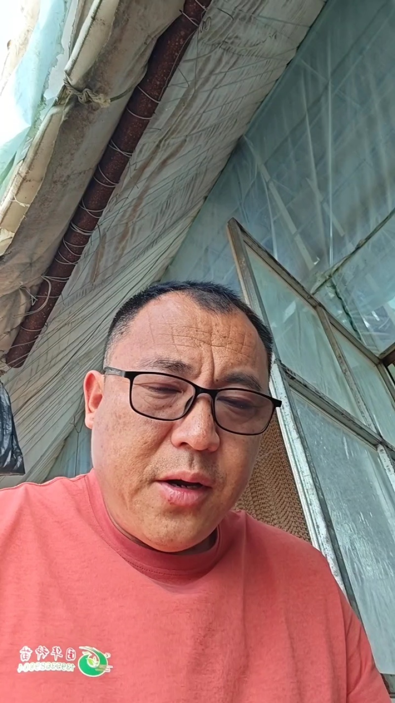 优质杂交苦瓜苗质量保证欢迎采购基地直发