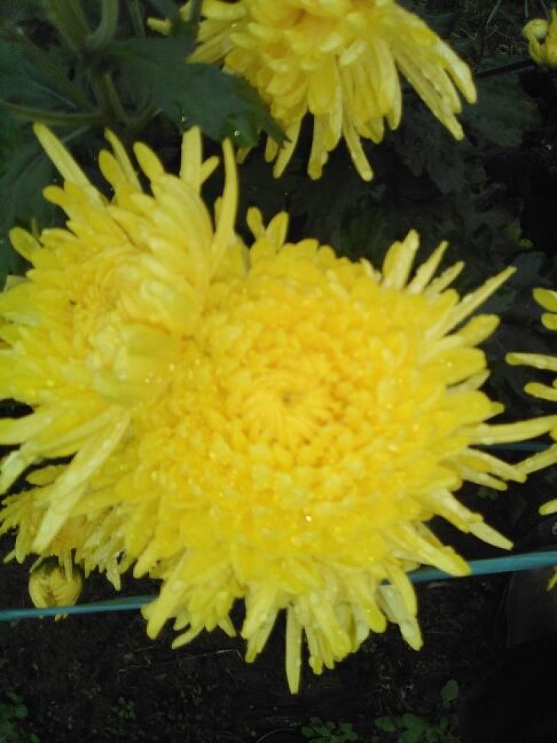 菊花茶特级