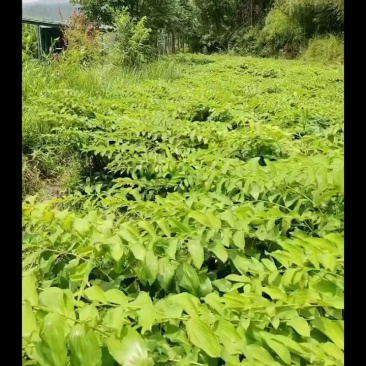 优质多花倒苗姜型苗，一年苗，两年苗，三年苗，块茎，